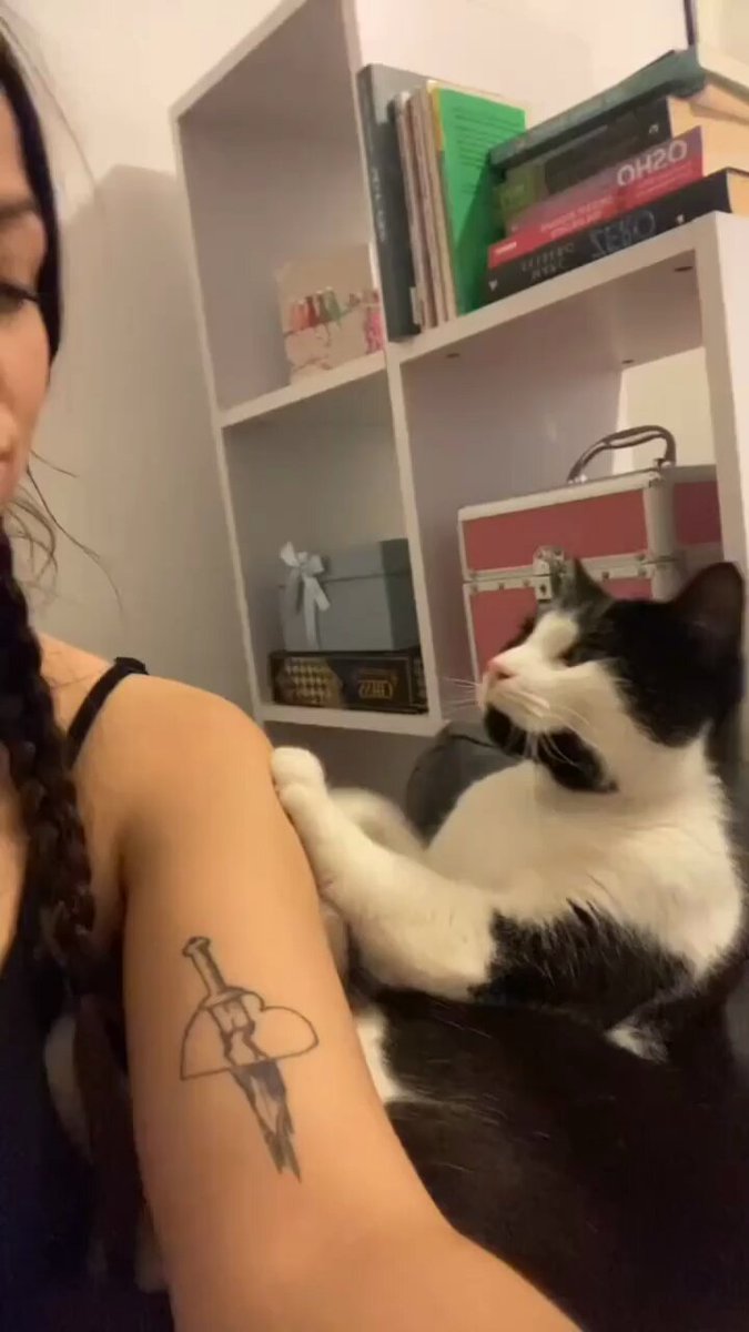 Punch Cat - https://t.co/i7m5ZgyNTo