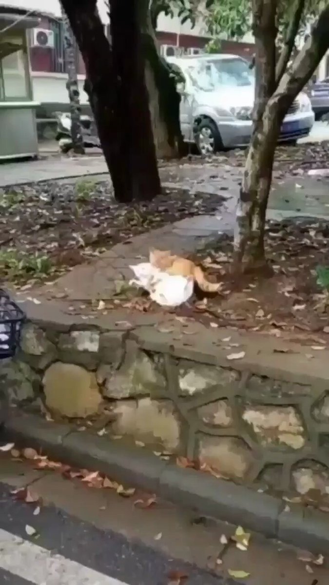 Punch Cat - https://t.co/wPjTLta9Qk