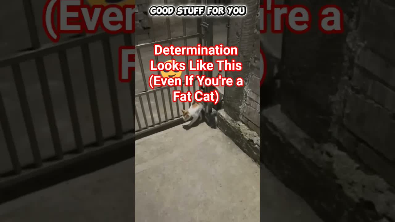 Determination Looks Like This (Even If You're a Fat Cat) #shorts #viralvideo #fat #cat #funny #cats