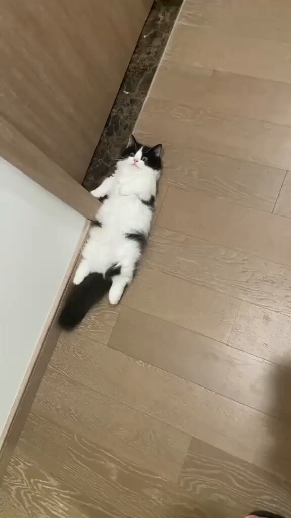Punch Cat - https://t.co/suFOKmxK8O