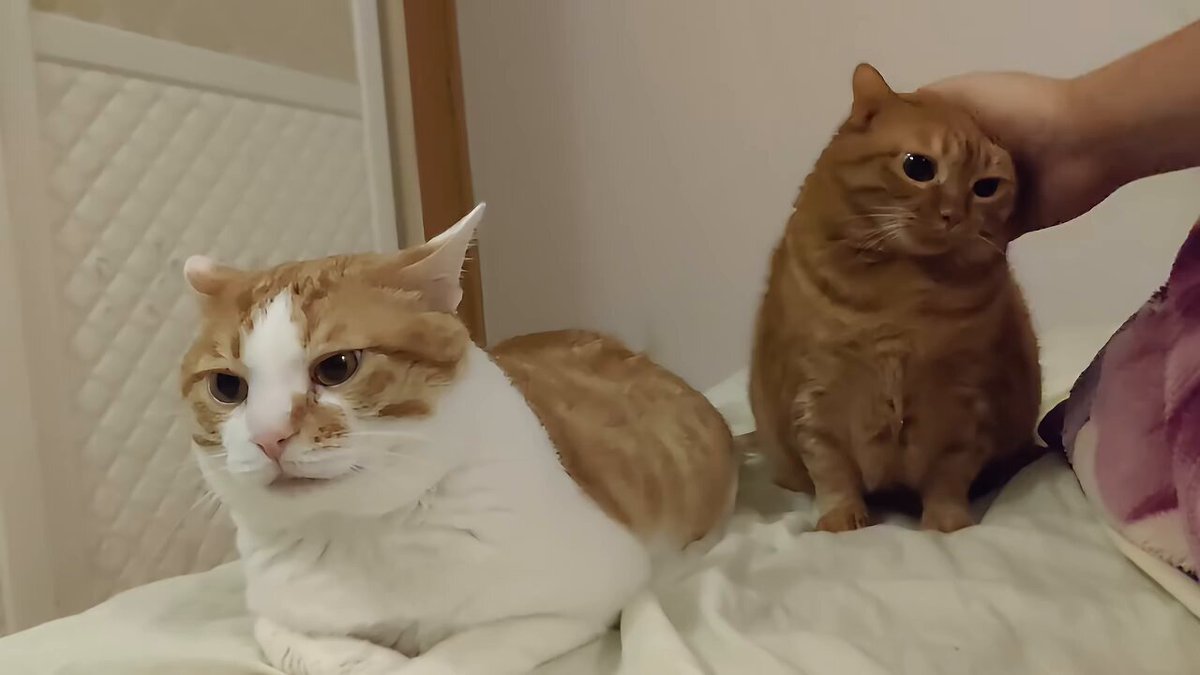 CAT LOVERS - https://t.co/YgUsuyGrpS