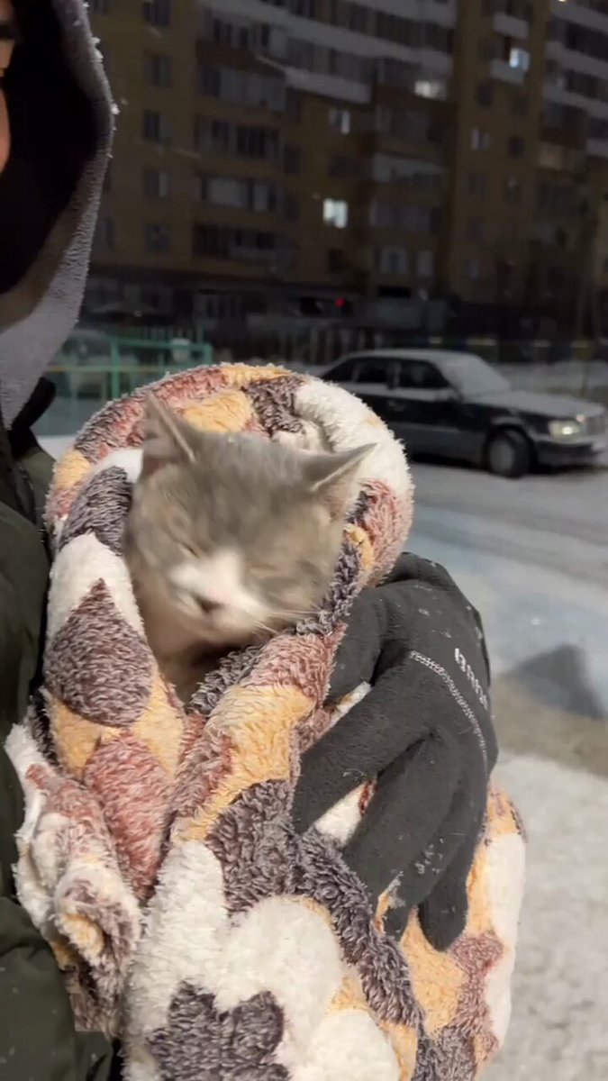 Punch Cat - https://t.co/LltjB3Zp8W