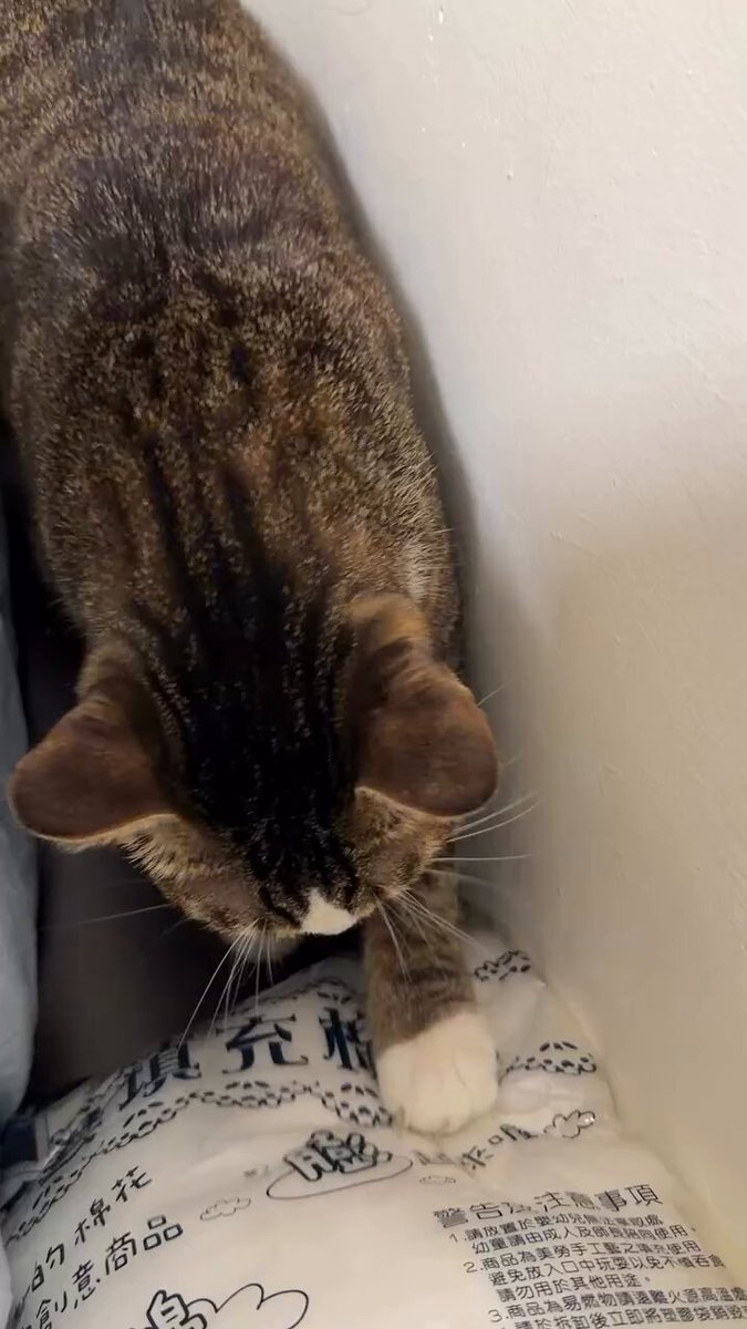 CAT LOVERS - https://t.co/yzfUktmGrj