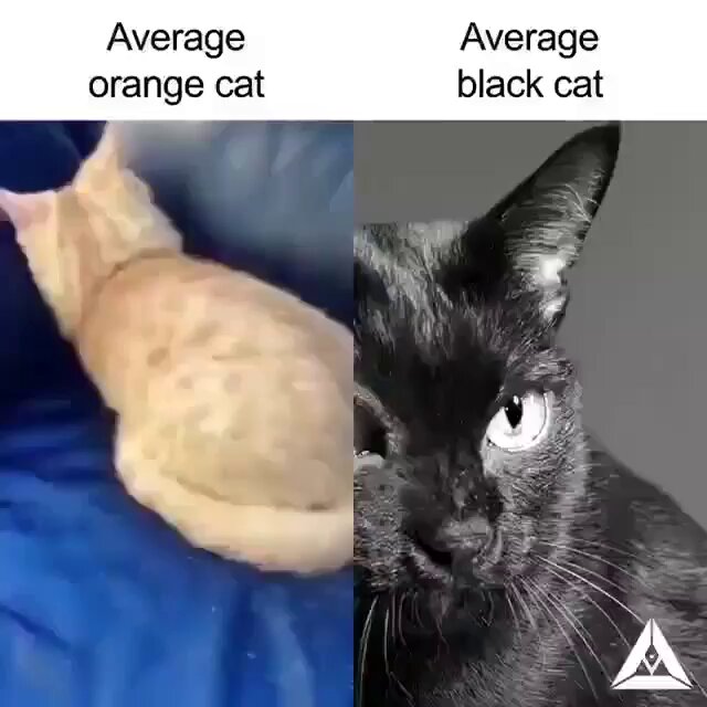 Punch Cat - https://t.co/EDWZVE4Ay8
