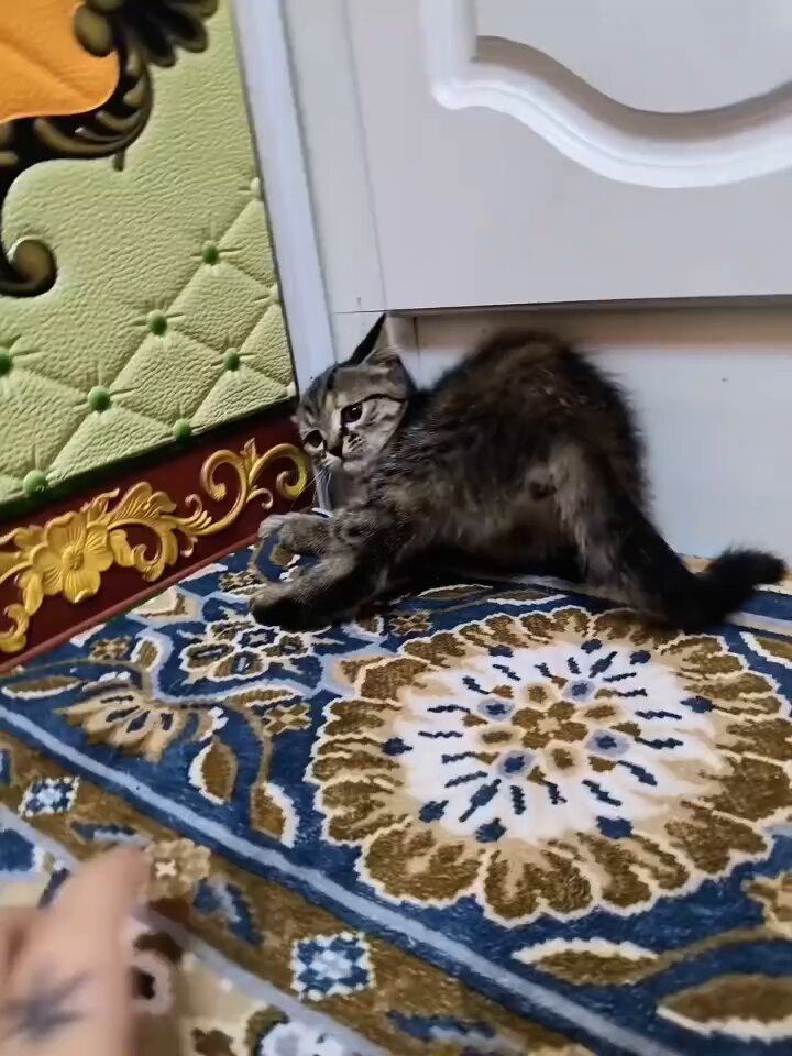 CAT LOVERS - https://t.co/NbNKNBrVP4