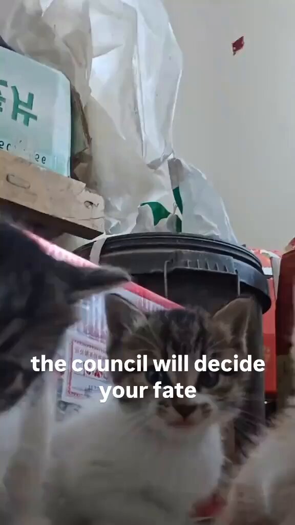 Punch Cat - https://t.co/bdNNdMDeF4