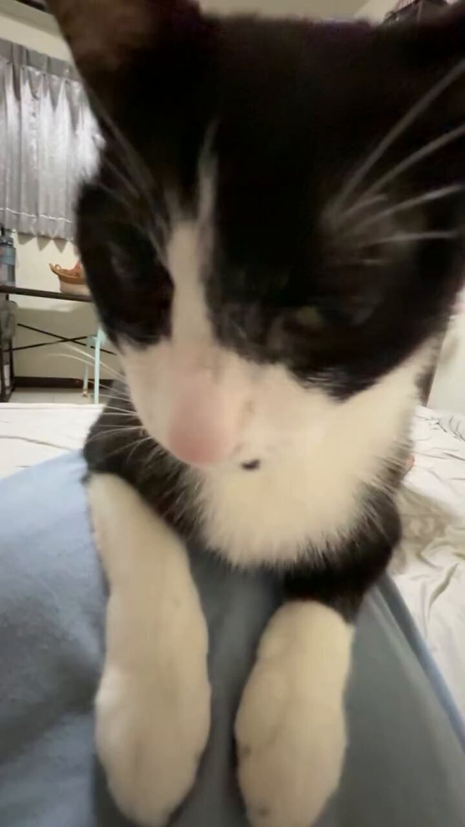 CAT LOVERS - https://t.co/ln0cKvQ6dB