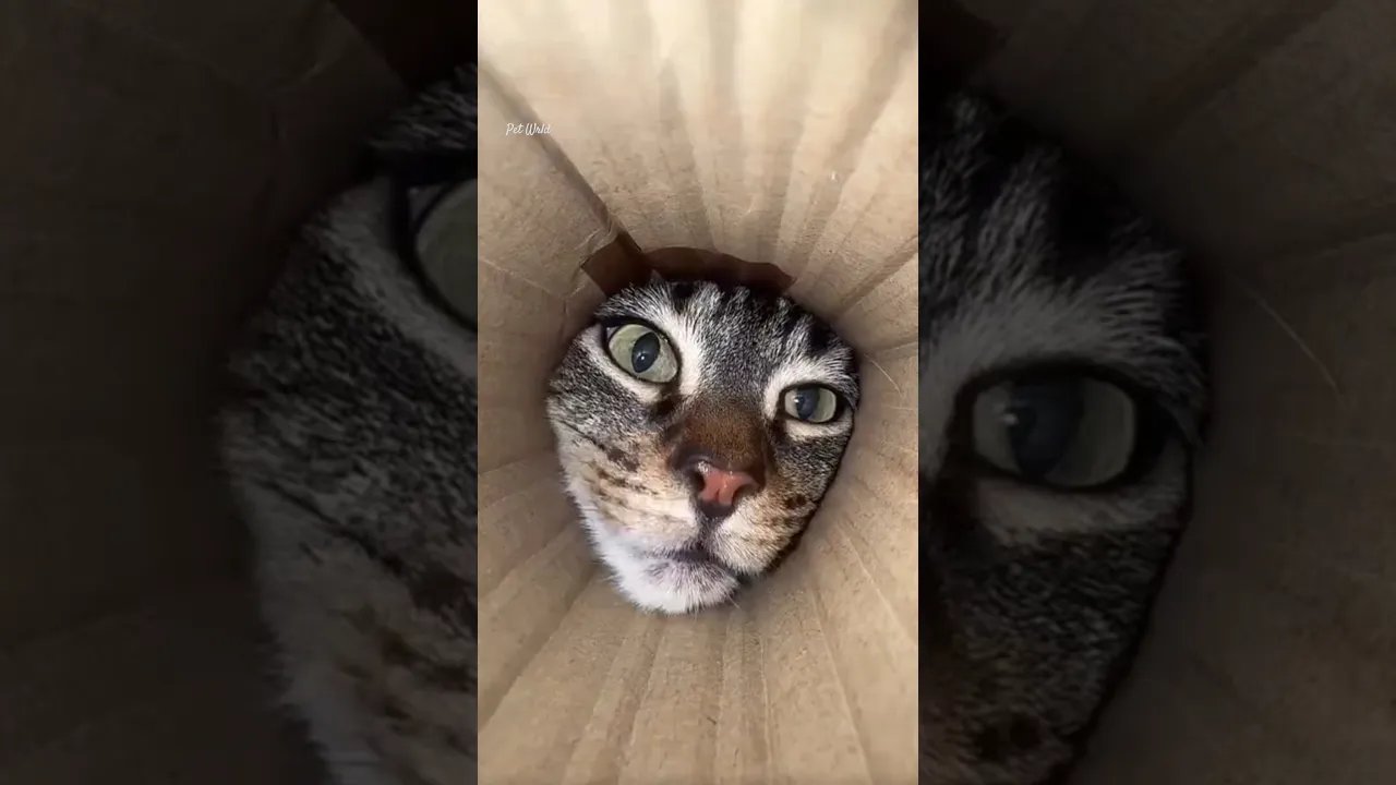 Cute & Funny Cat Videos 😹😻😽 #shorts