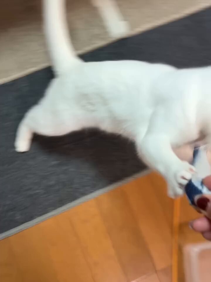 CAT LOVERS - https://t.co/FAUXw2ihpM