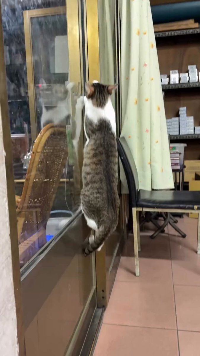 CAT LOVERS - https://t.co/Jr7lLojTmZ