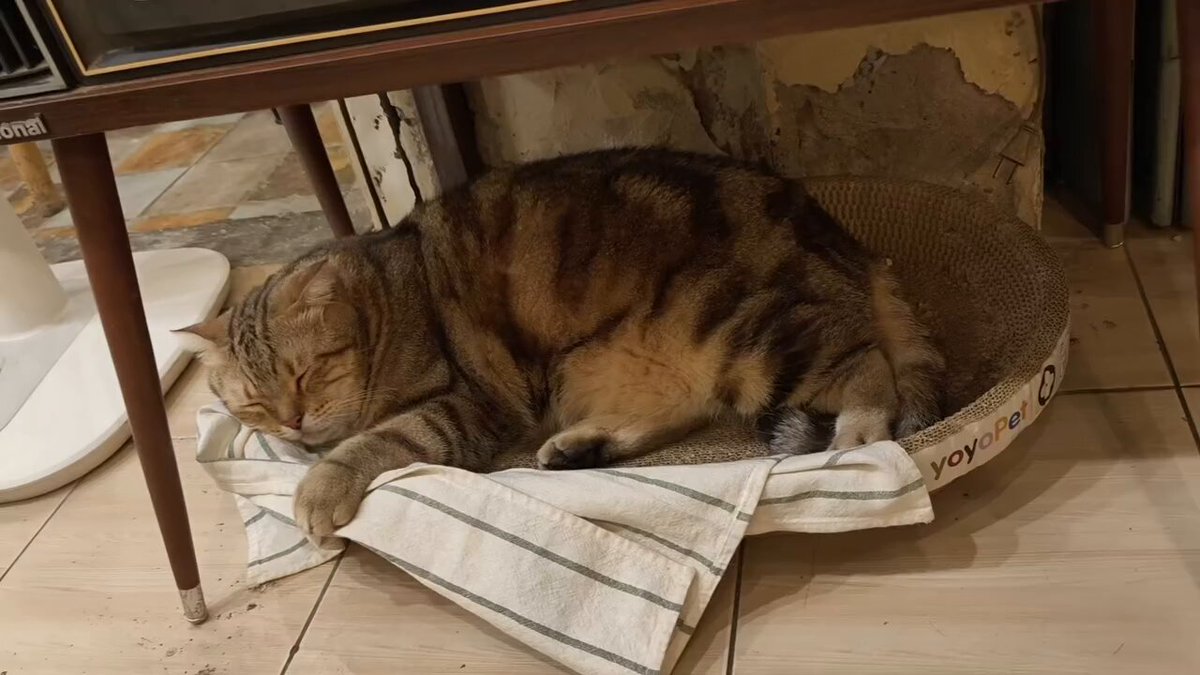 CAT LOVERS - https://t.co/RPKZlAWyGp