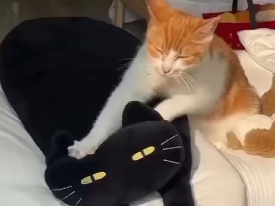 CAT LOVERS - https://t.co/GgJLFUmxpW