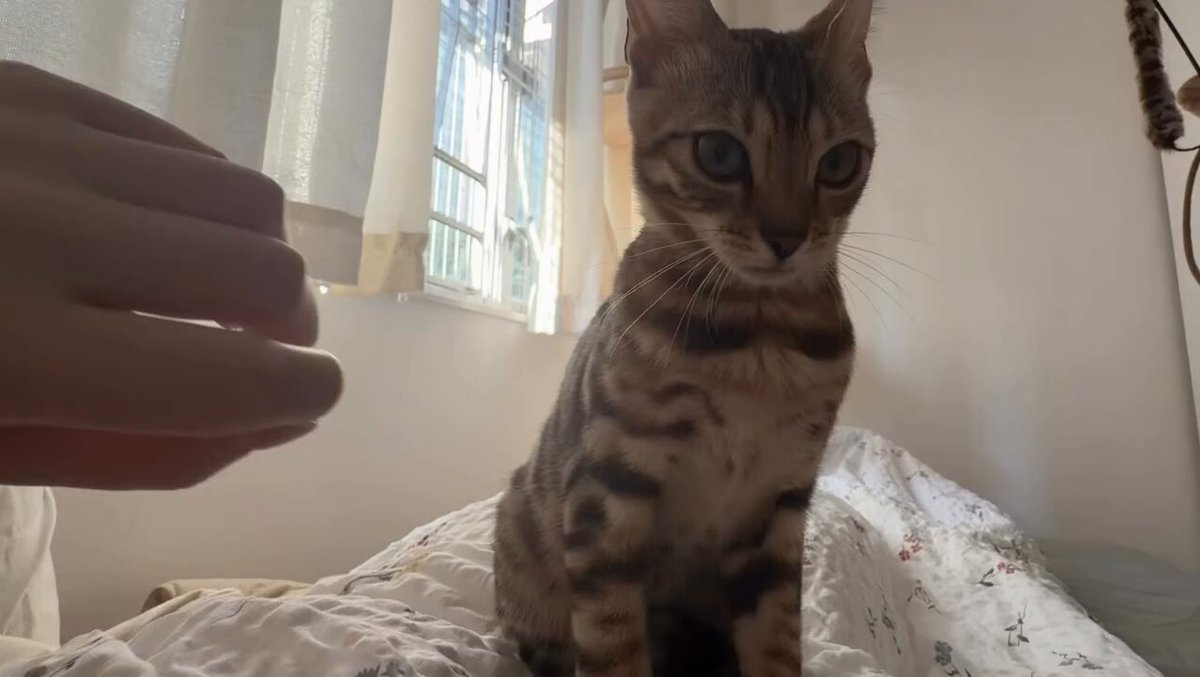 CAT LOVERS - https://t.co/rAFKS0eUHD