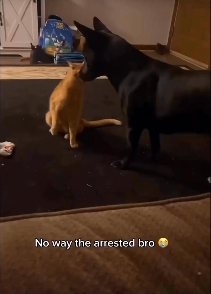 Punch Cat - https://t.co/6brO6mDi1y