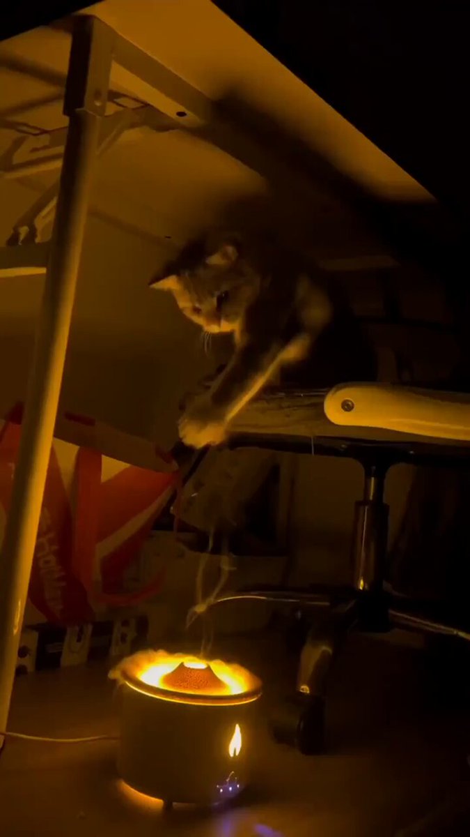 Punch Cat - https://t.co/HJmPUtSLMO