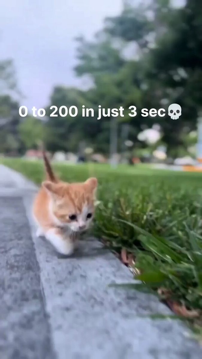 Punch Cat - https://t.co/pgnMtm8amo