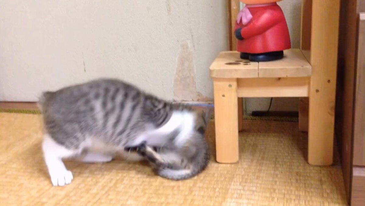 CAT LOVERS - https://t.co/gA2HDWSMtQ