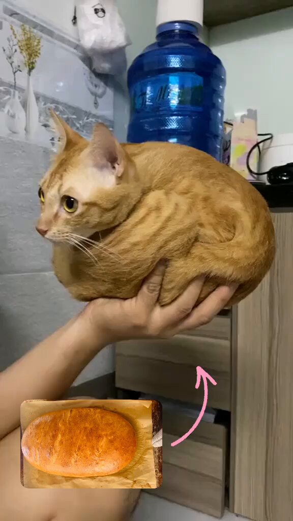 Punch Cat - https://t.co/EZOESmZFPt