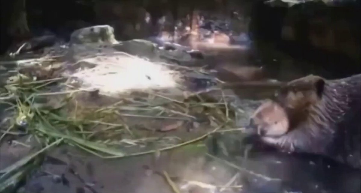 Nature is Phenomenal - Beavers just carry their babies in their arms like people and it's so...