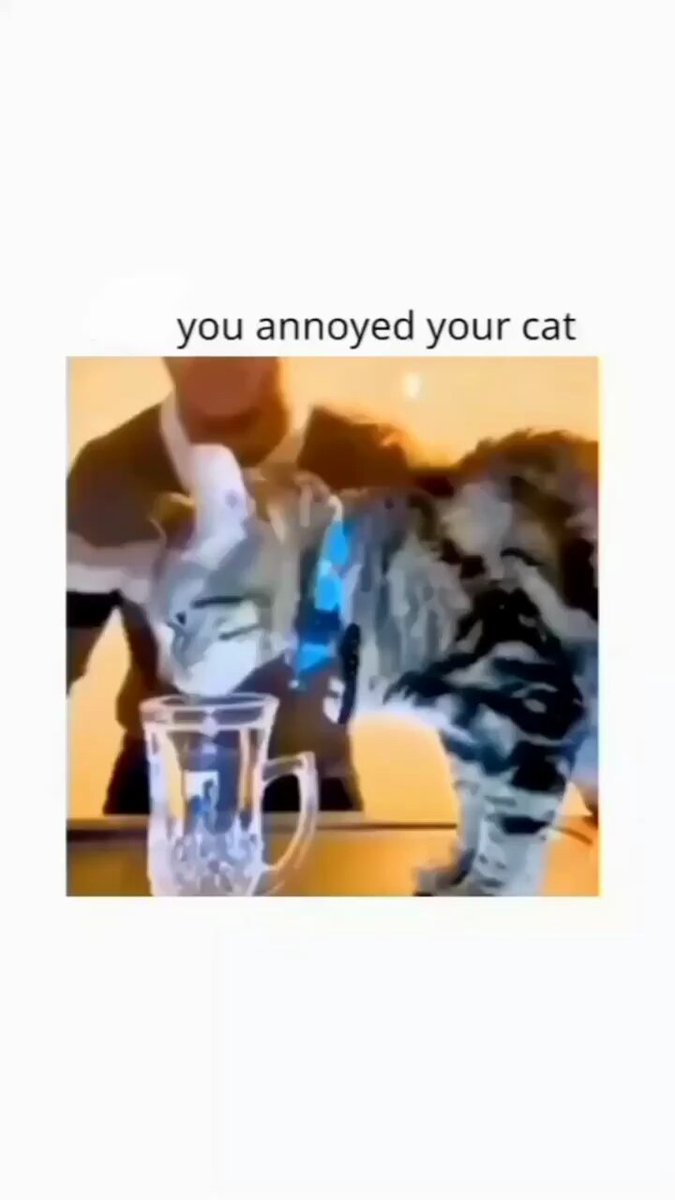 Punch Cat - https://t.co/27gdiXNfDz