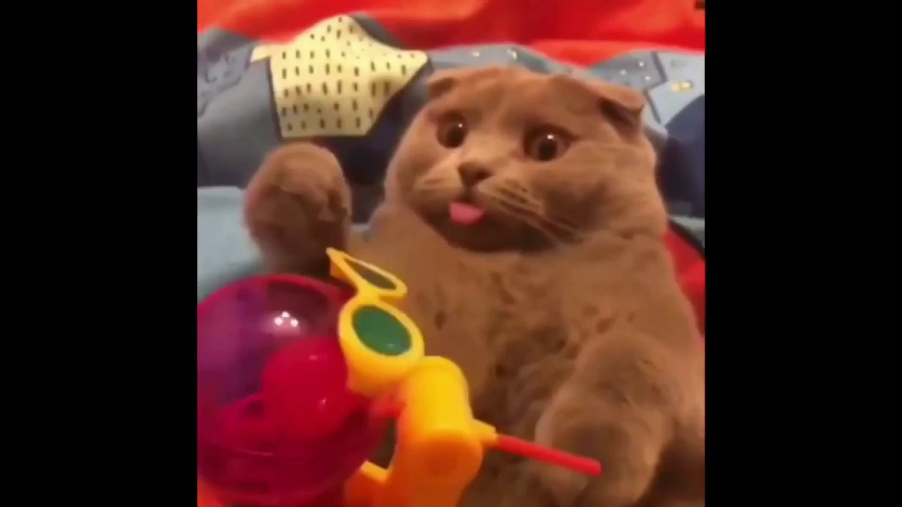 Cute Animal Being  Derps | Funny and Cute Animals Videos Compilations
