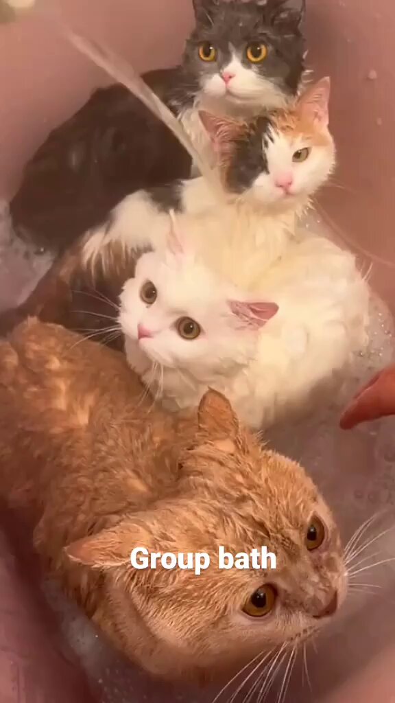 Punch Cat - https://t.co/F9ku2jv1yb