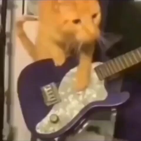 Punch Cat - https://t.co/mPzCPTpOvE