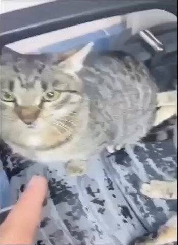 Punch Cat - https://t.co/ONrbemX8xD