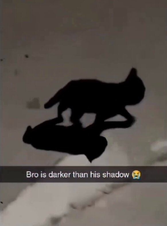 We don't deserve cats 😺 - Imagine trying to find this cat at 3am😹