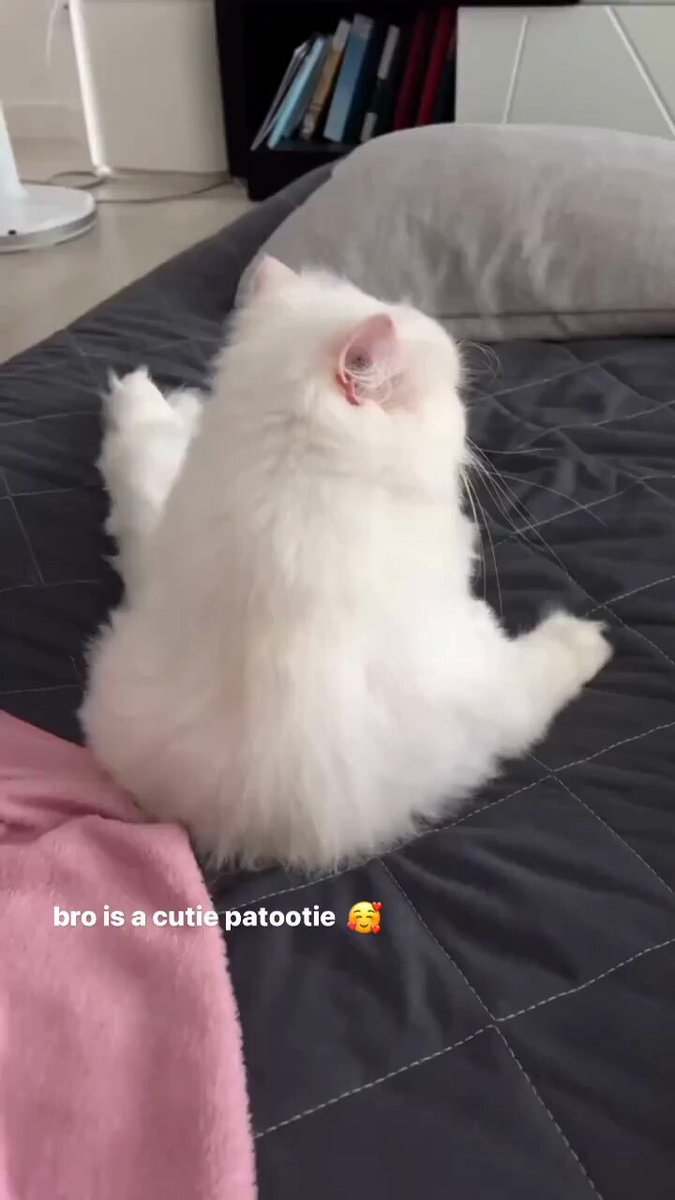 Punch Cat - https://t.co/N1N06Gh9Do