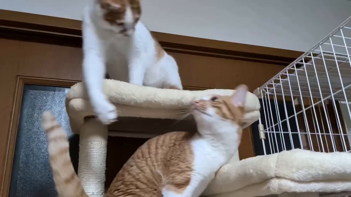 CAT LOVERS - https://t.co/kXi5NLzR83