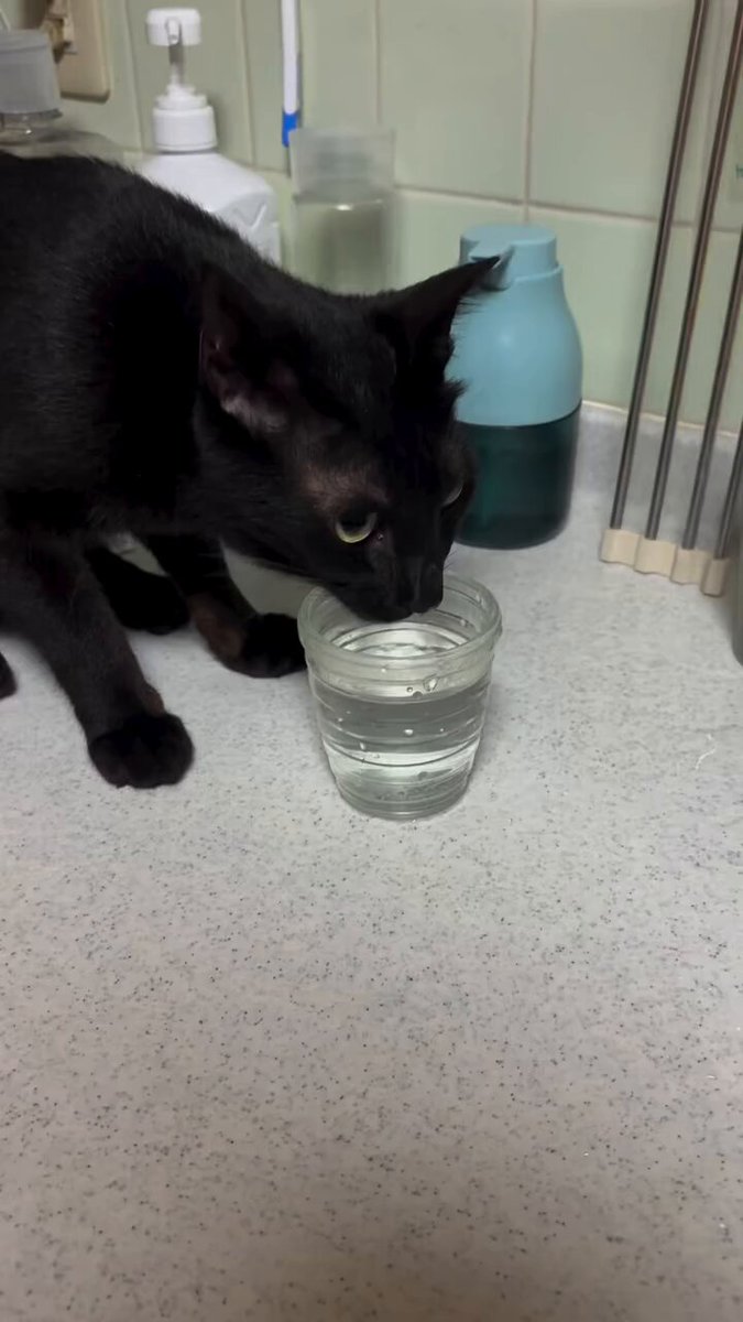 CAT LOVERS - https://t.co/1XO4d5X2bP