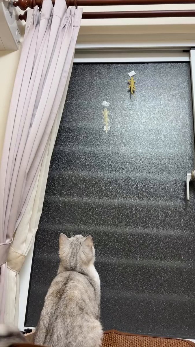 CAT LOVERS - https://t.co/WoZoBsfITS