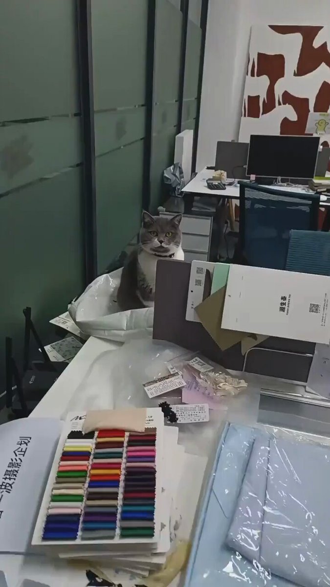 Punch Cat - https://t.co/PelHrebx8w