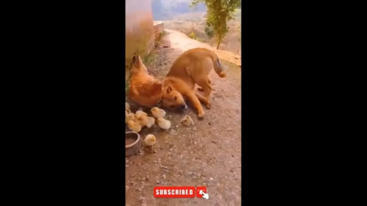 Funniest 🐶 Dogs - Awesome Funny Pet Animals Videos 😇 🐶 #Shorts #viralvideo #FunnyVideos #comedy