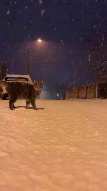 Punch Cat - https://t.co/oEj982Qa4A