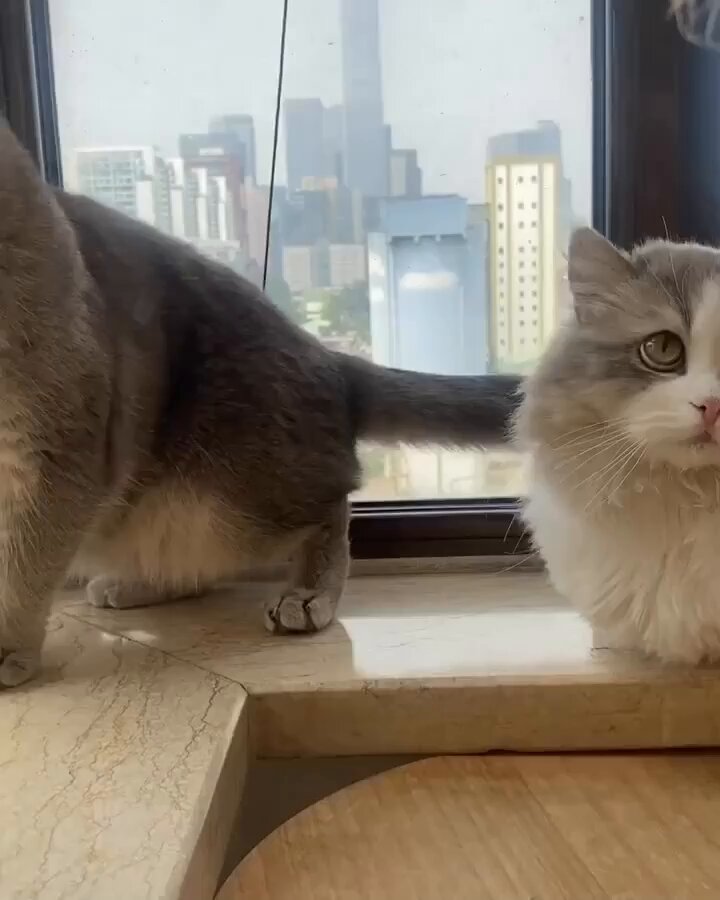 Punch Cat - https://t.co/ItPvajZ731