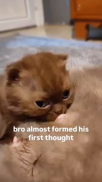 Punch Cat - https://t.co/G7A5ri9V9s