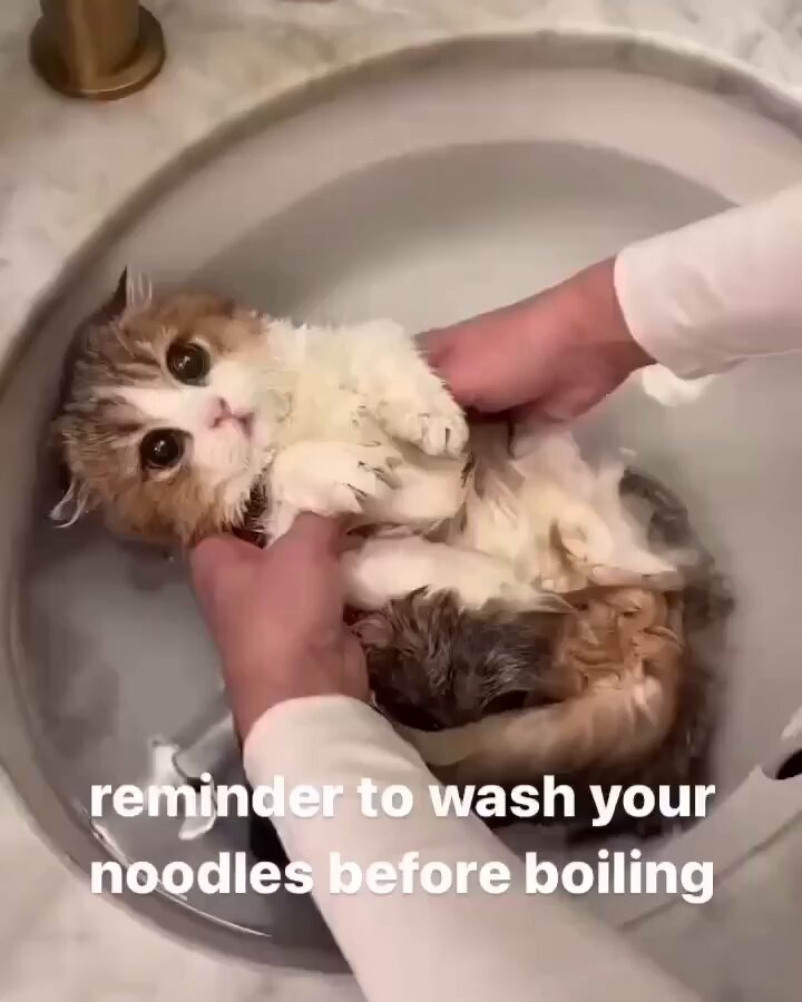 Punch Cat - https://t.co/6joEyYLrLz