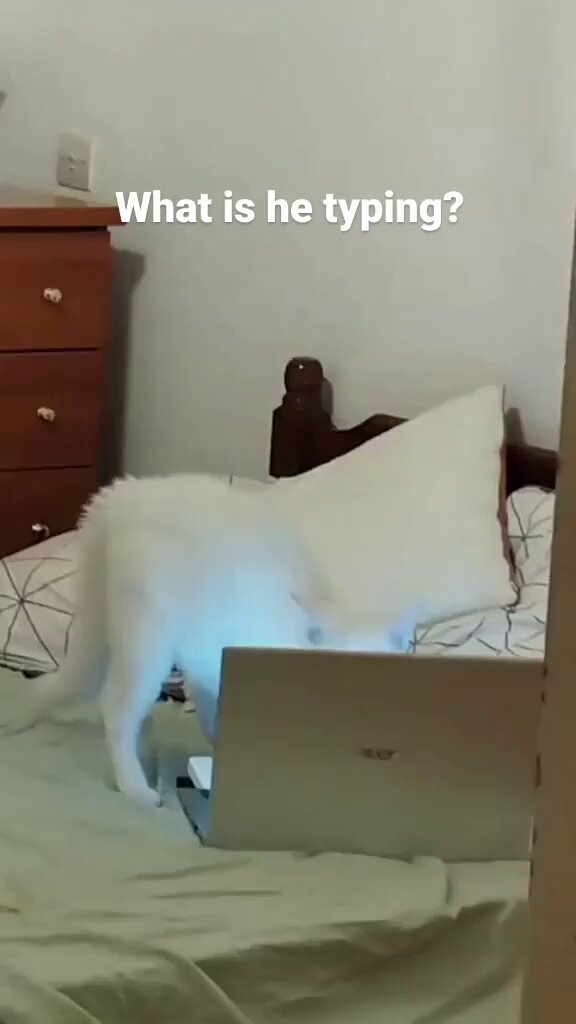 Punch Cat - https://t.co/rHiW17ZA87