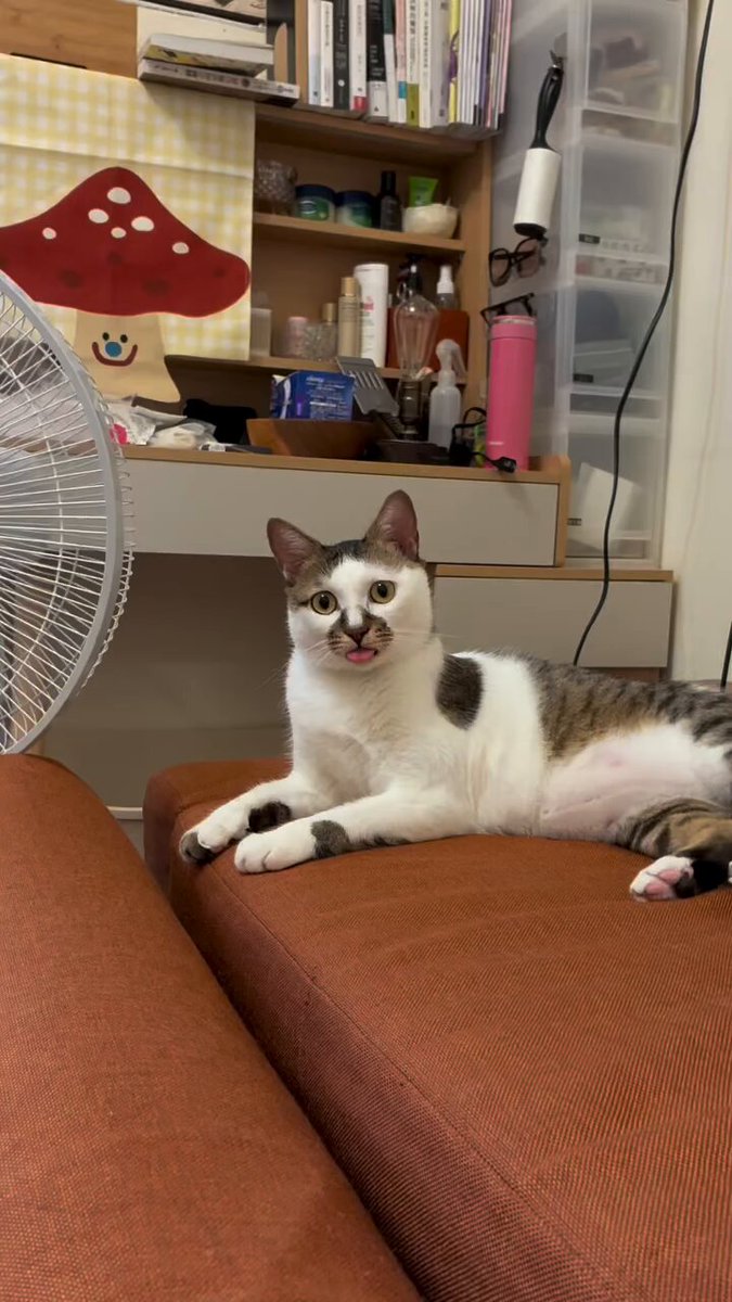 CAT LOVERS - https://t.co/5Zl5AYPy8m