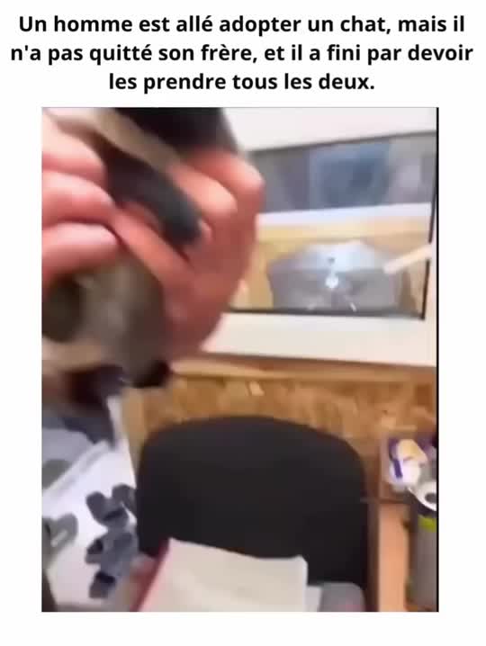 #cat #cats #sad #viral #triste 