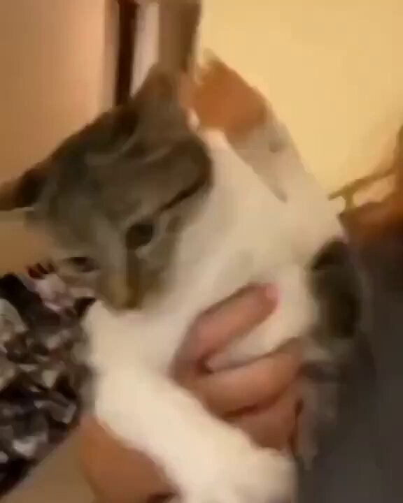 Punch Cat - https://t.co/YmO4peCjQ9