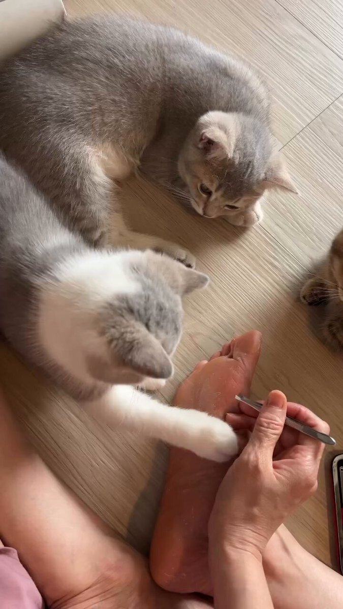 CAT LOVERS - https://t.co/QPVYIQKAyj