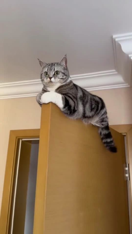 #cat #funnycat #viralcat #catsoftiktok 