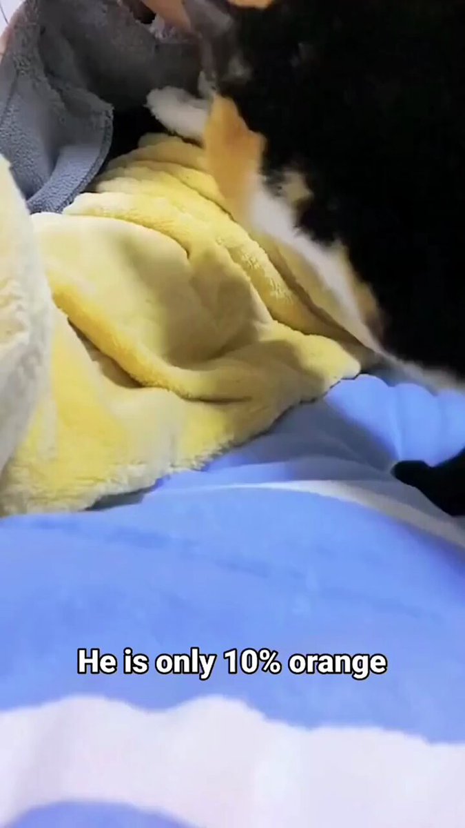 Punch Cat - https://t.co/UyEOby1efY
