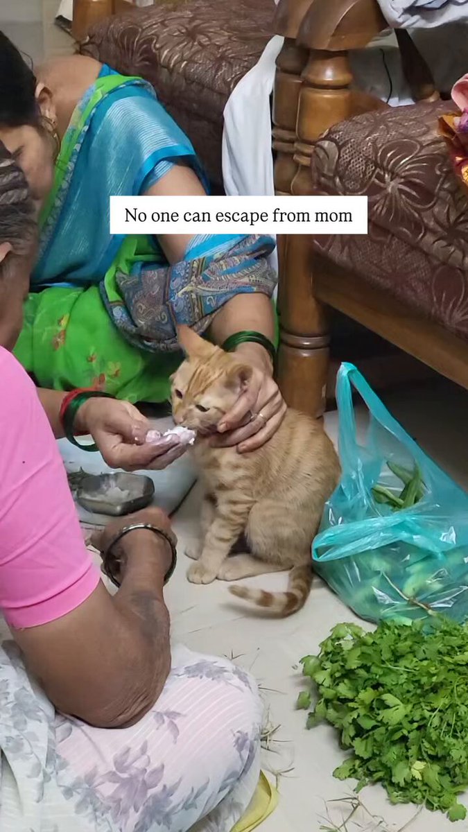 We don't deserve cats 😺 - Mom is mom to everyone