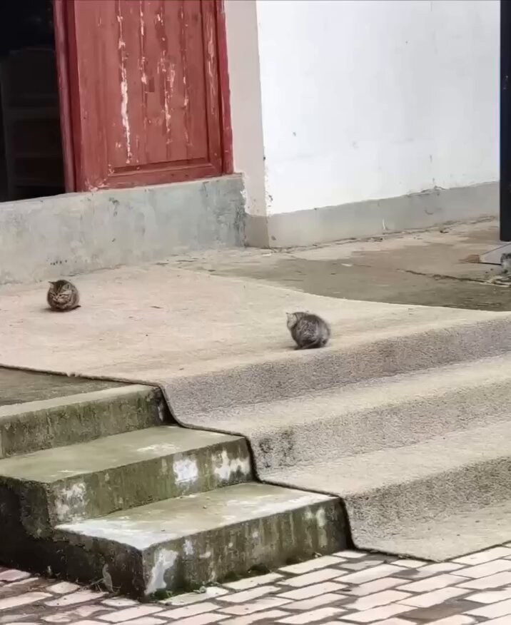 CAT LOVERS - https://t.co/Jo6rOETy8Q
