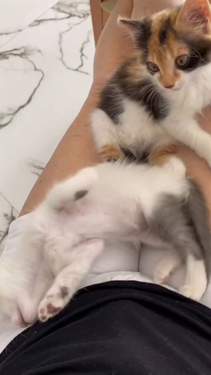 CAT LOVERS - https://t.co/qK0xlit3Ed