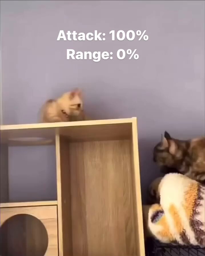 Punch Cat - https://t.co/FXxD4skf2Z